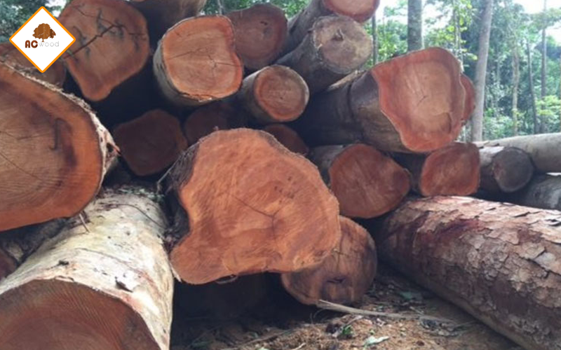 gỗ tự nhiên xoan đào