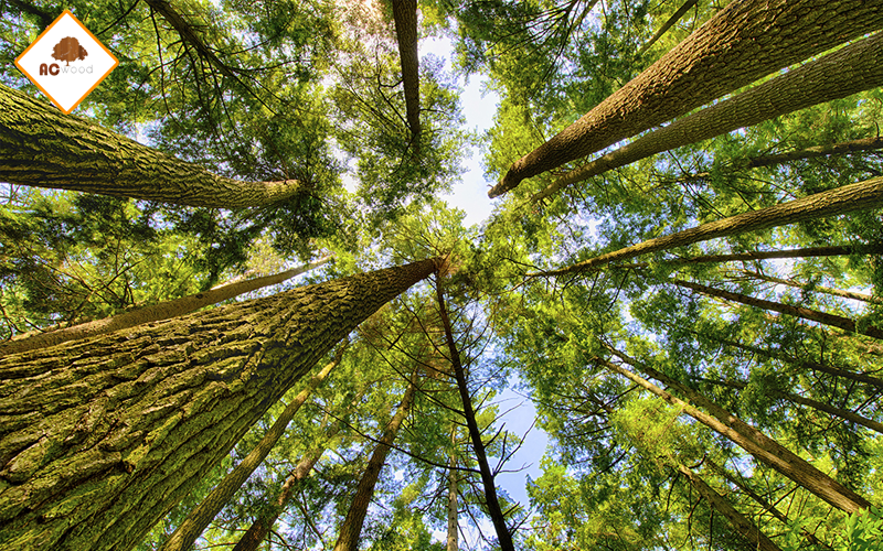 gỗ tự nhiên phát triển thế nào