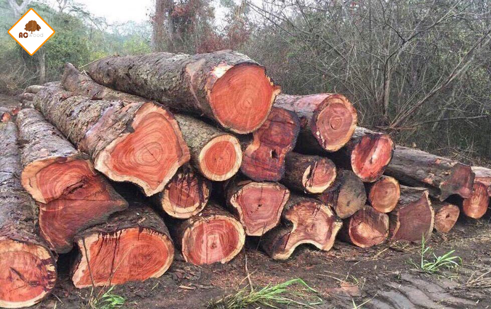 gỗ giáng hương chất lượng như thế nào