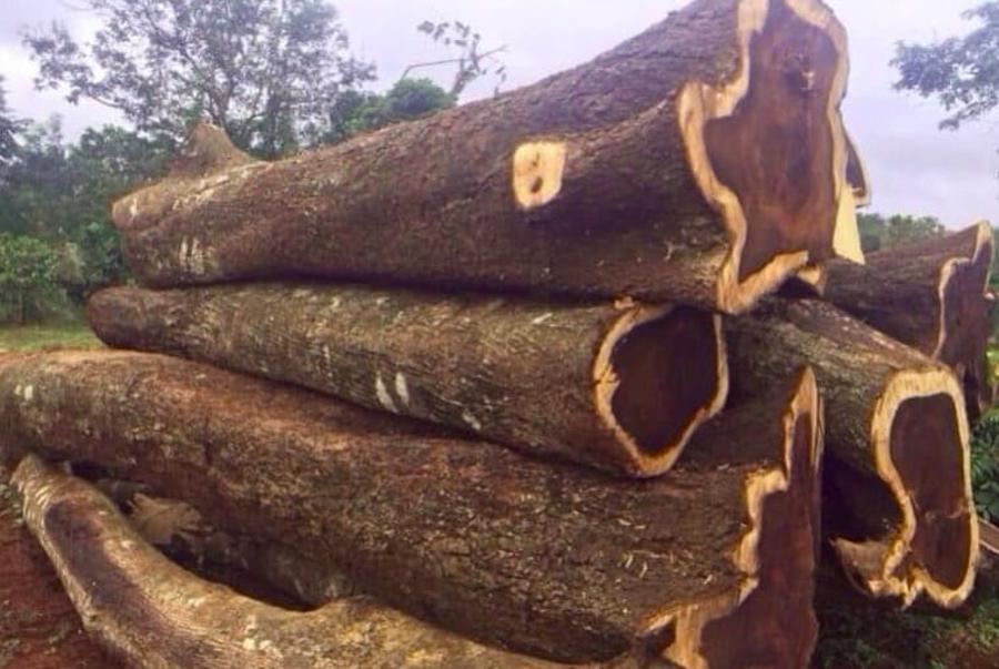 trồng cây lấy gỗ 10 năm
