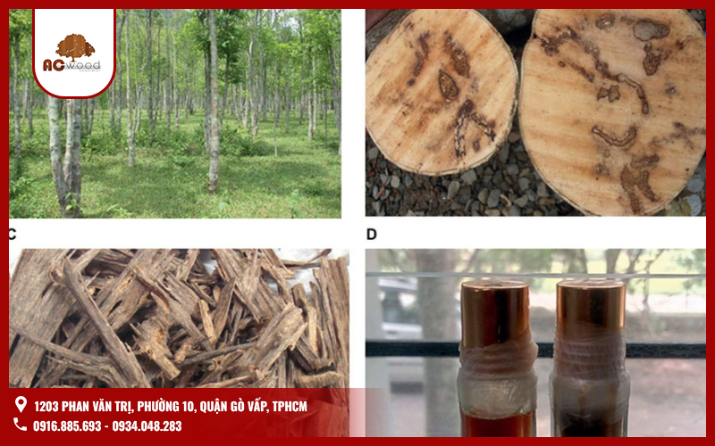 Gỗ Trầm Hương - Top 1 các loại gỗ thơm nhất Việt Nam