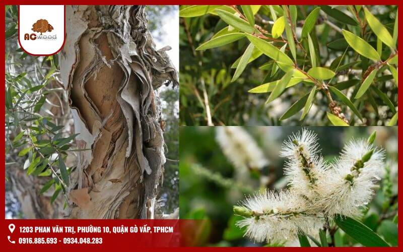 Gỗ tràm tự nhiên có mùi thơm đặc trưng, dễ chịu, mang lại cảm giác thư thái và gần gũi với thiên nhiên. Nếu gỗ có mùi lạ, khó chịu hoặc hắc, hãy cẩn trọng vì đó có thể là dấu hiệu của gỗ kém chất lượng, ảnh hưởng đến sức khỏe và tuổi thọ của sản phẩm.