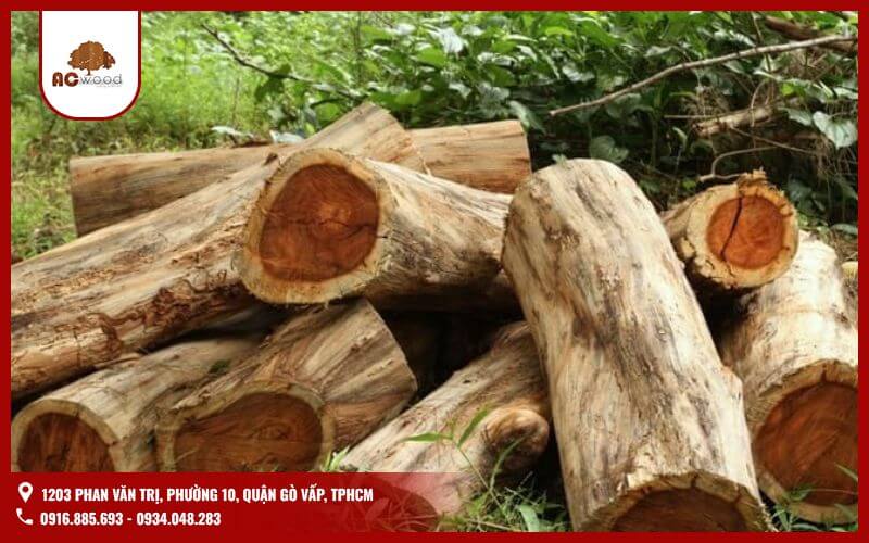 Cẩm lai là một trong những loại gỗ quý có vân đẹp nhất Việt Nam. Có độ cứng cao, màu sắc đa dạng từ nâu đỏ đến nâu đen, tạo nên những sản phẩm nội thất sang trọng và tinh tế.