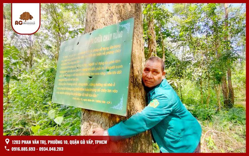 Gỗ quý, món quà vô giá của tự nhiên, đang phải đối mặt với những thách thức nghiệt ngã trong thời đại hiện nay. Nhu cầu sử dụng gỗ quý ngày càng tăng cao, cùng với tình trạng khai thác trái phép và mất rừng, đã đẩy nhiều loài gỗ quý đến bờ vực tuyệt chủng.