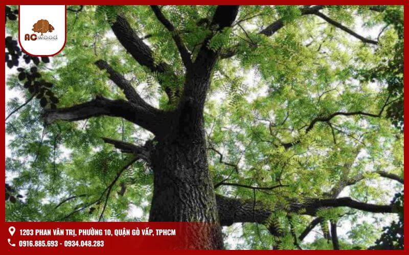 Đàn hương Ấn Độ là một loại gỗ quý nổi tiếng với mùi hương thơm tự nhiên và công dụng phong thủy đặc biệt.