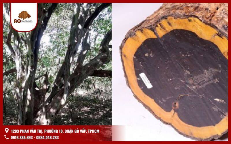 Hay còn gọi là African Blackwood, là một trong những loại gỗ cứng nhất thế giới. Loại gỗ này có màu đen tuyền, vân gỗ đẹp và khả năng chịu lực rất tốt. Nhờ độ bền vượt trội, gỗ đen châu Phi thường được sử dụng trong sản xuất nhạc cụ cao cấp như đàn guitar, clarinet,..