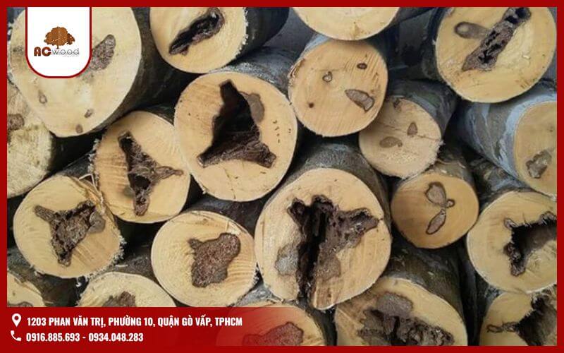 Trong kho tàng lâm sản phong phú của Việt Nam, gỗ quý luôn giữ vị trí đặc biệt, không chỉ bởi giá trị kinh tế cao mà còn bởi vẻ đẹp thẩm mỹ và ý nghĩa văn hóa sâu sắc. Vậy, những tiêu chí nào dùng để xếp hạng gỗ quý?