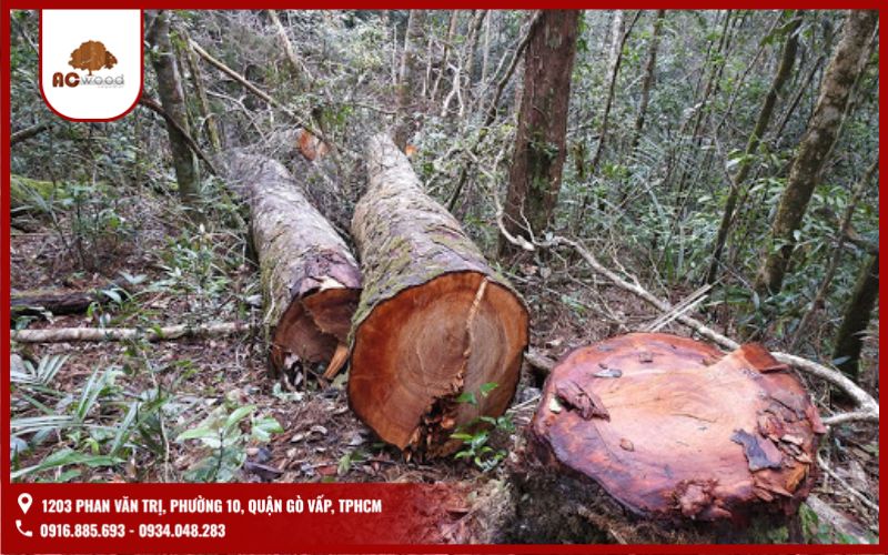 Lý do các loại gỗ thuộc nhóm 2 cấm khai thác và được bảo vệ tại Việt Nam?
