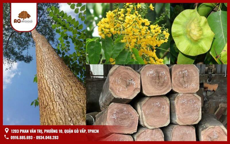 Giáng hương là loại gỗ thuộc họ Đậu, tên khoa học Pterocarpus macrocarpus. Loại cây này phát triển chủ yếu ở các khu vực nhiệt đới Đông Nam Á.