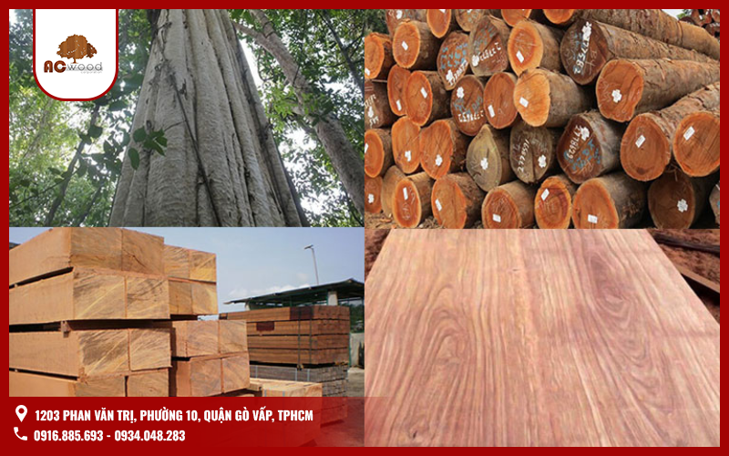 Gỗ gõ đỏ Nam Phi là gì?