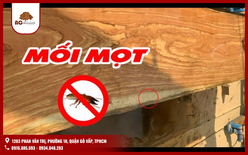 Gỗ gõ đỏ Nam Phi được biết đến với độ bền cao và khả năng chống mối mọt tự nhiên. Tuy nhiên, điều này không có nghĩa là nó hoàn toàn miễn nhiễm với mối mọt.