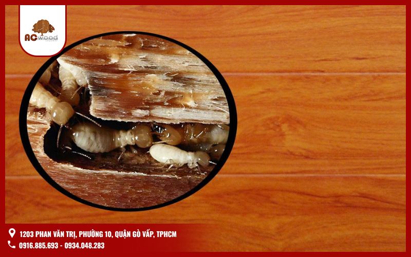 Gỗ óc chó có bị mối mọt không?