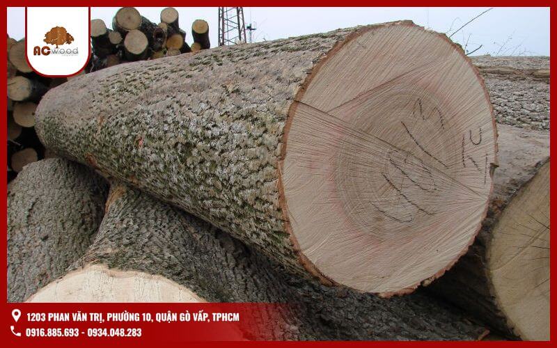 Nhiều người nhầm lẫn gỗ tần bì và gỗ sồi nga là một do vẻ bề ngoài tương đồng. Tuy nhiên, đây là hai loại gỗ hoàn toàn khác nhau về nguồn gốc, tính chất và ứng dụng.