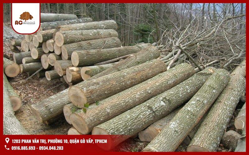 Gỗ sồi là lựa chọn ưu việt trong môi trường khí hậu nóng ẩm. Gỗ có cấu trúc tế bào kín. Điều này giúp gỗ sồi chống ẩm tốt, ít bị cong vênh, co ngót. Gỗ sồi duy trì độ bền và vẻ đẹp lâu dài. Phù hợp cho nội thất và ngoại thất.Gỗ tần bì có độ nhạy cảm với độ ẩm cao, dễ bị biến dạng nếu không xử lý kỹ. Gỗ tần bì có thể bị cong vênh, nứt nẻ. Loại gỗ này cần được sơn phủ kỹ lưỡng,i môi trường khô ráo.