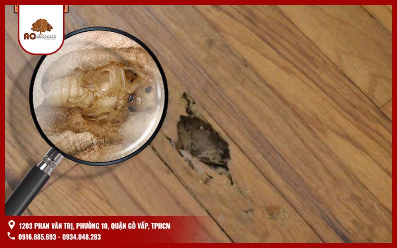 Sàn gỗ công nghiệp có bị mối mọt không?