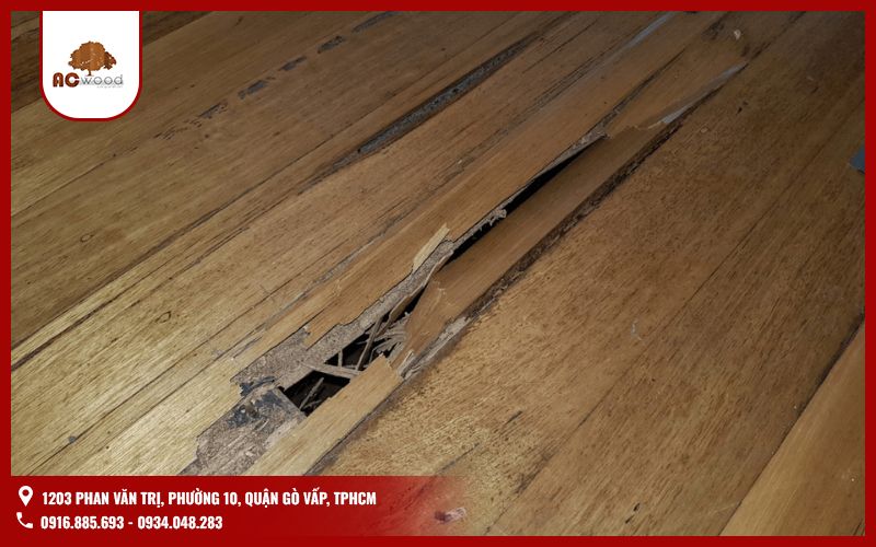 Nguyên nhân nào khiến cho sàn gỗ công nghiệp bị mối mọt