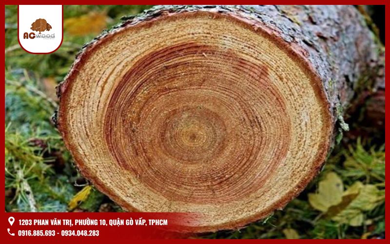 Gỗ sao xanh thuộc nhóm mấy