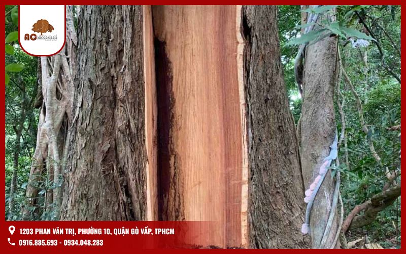 Gỗ giáng hương là gỗ gì?