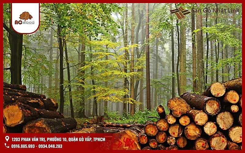 Gỗ tự nhiên nhóm 3 là gì?