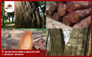 Gỗ lim là gỗ gì?