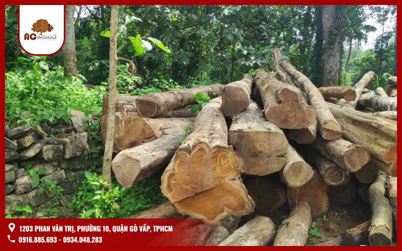 Tìm hiểu gỗ Teak là gì