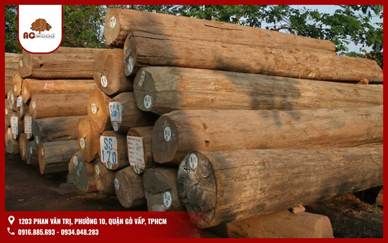 Nhận biết gỗ Teak Myanmar