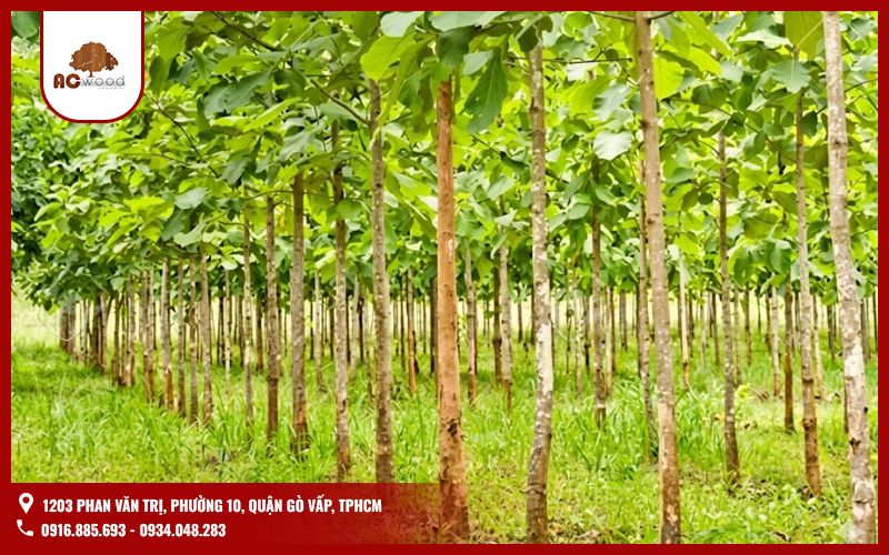 Đặc điểm gỗ Teak Việt Nam và Lào