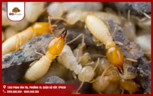 Gỗ óc chó có bị mối mọt không? Phân tích và giải pháp bảo quản từ chuyên gia