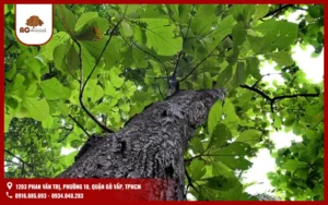 Gỗ Teak Là Gì? Đặc Điểm Sinh Học, Giá Cả Và Ứng Dụng Nội Thất Thượng Hạng